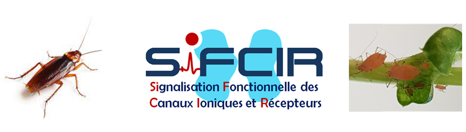 Banniere SiFCIR